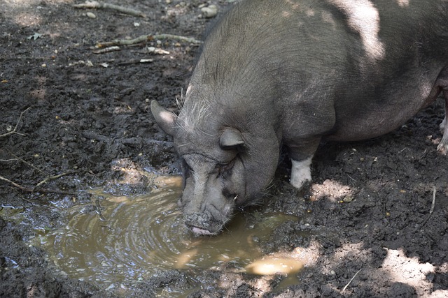 维卡里奥：受伤对我来说是一个艰难的时期，之前从未经历这种挑战.
