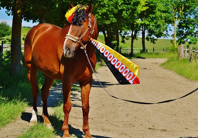 帕利尼亞 帕利尼亞
